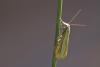 Catoptria margaritella
